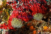 Perophora modificata-Moga Island Ridge 1-11m-20180529-Denis-ADER-DSC_1736_tn